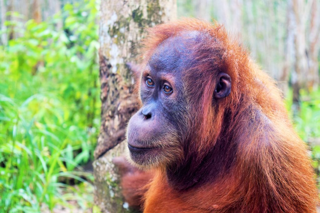 Orang Utan, Sumatra, North Sumatra, Tours Orangutan, Jungle Trek Sumatra, Sumatra Tour Package,